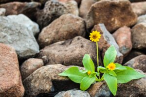 daisy in rocks