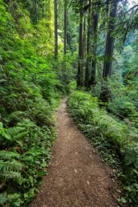 overgrown path